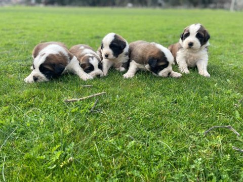 St bernard show kalite