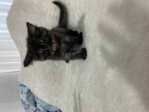 Koyu kahve british shorthair yavru