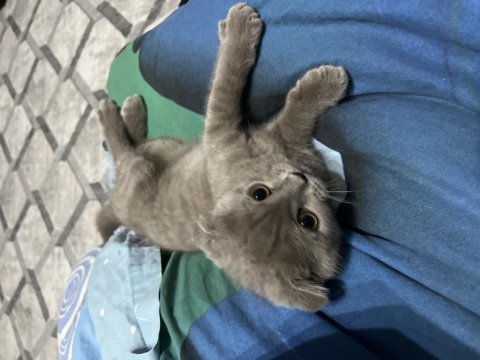 Scottish fold kedisi