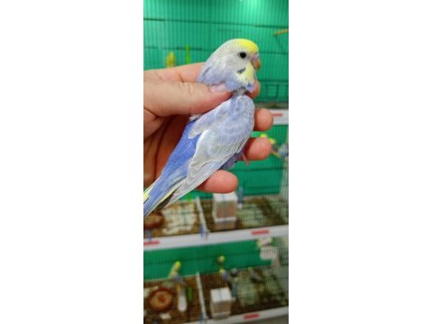 Rainbow muhabbet kuşu yavrular