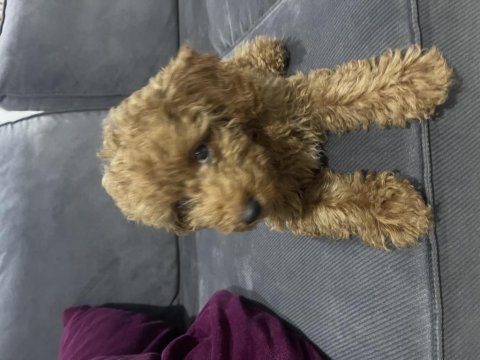2,5 aylık toy poodle sahiplendirme