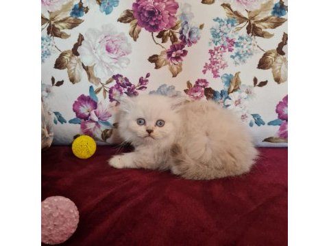 Sun kennels üretim çiftliğinden british shorthair