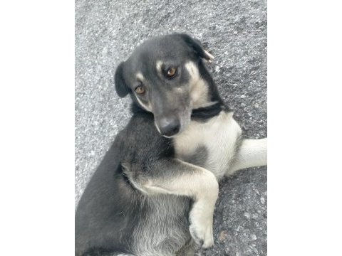 Yavru sıcak kanlı köpeğimize yuva arıyoruz