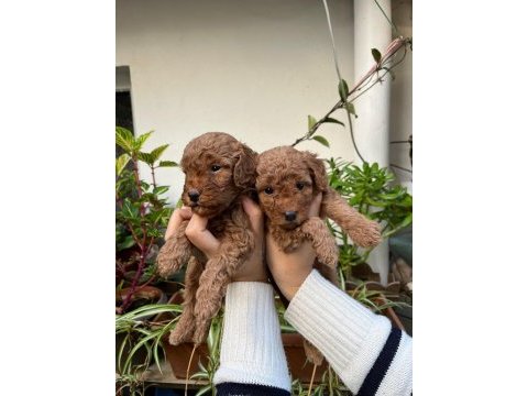 Mükemmel kalitede toy poodle minnoşlar