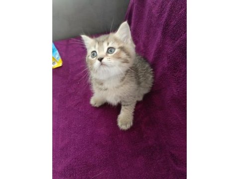 British shorthair