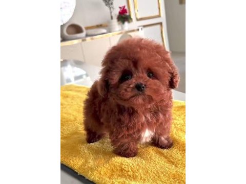 Türkiyenin en güzel core toy poodle bebekleri
