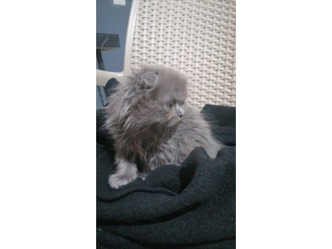 Scottish fold longhair erkek bebişimiz yuva arıyor