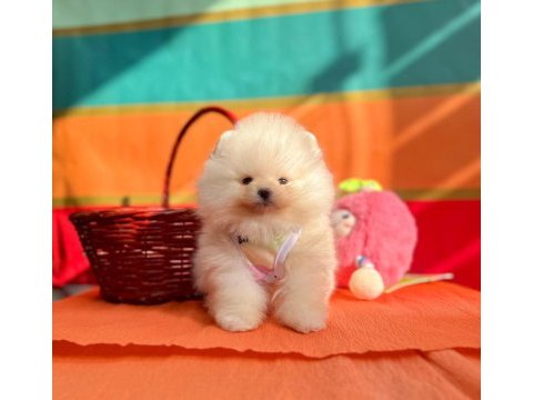 Safkan pomeranian boo yavrularımız