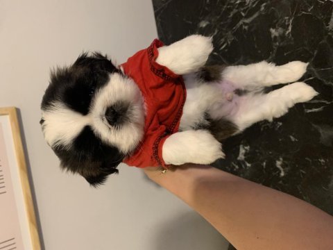 Shih tzu yavrular