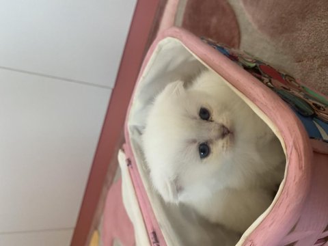 Sağlıklı 26 günlük bebeklerimiz scottish fold