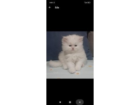 Safkan chinchilla yavrularımız için iletişime geçebilirsiniz