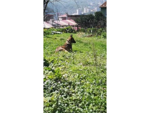 Belcıka kurdu sahıplendırme