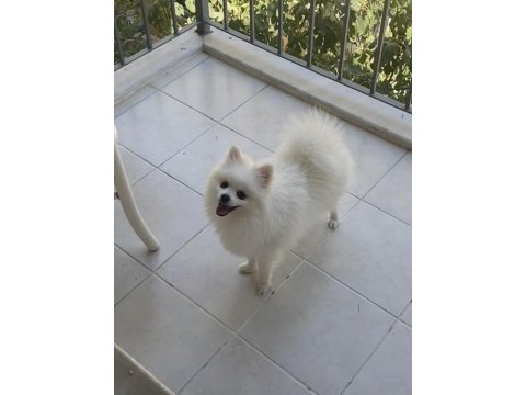 Pomeranian oğlumuza dişi sevgili arıyoruz