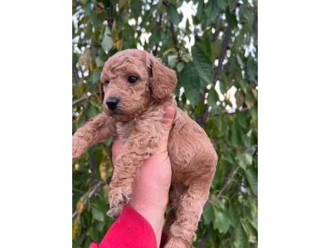 Birbirinden güzel maltipoo yavrularım için bana ulaşın