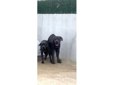 Cane corso yavrular ırk sağlık garantili