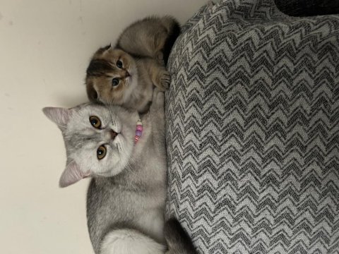 7 aylık scottish fold erkek