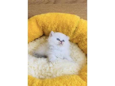 Maviş point british longhair bebeklerim 