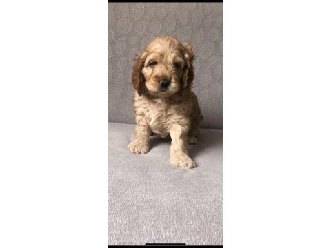 Cocker yavruları
