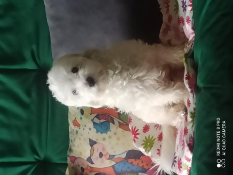2.5 yaş terrier maltese dişi