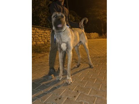 10 aylık erkek kangal çok kalite