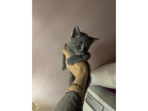 Gri british shorthair bebekler