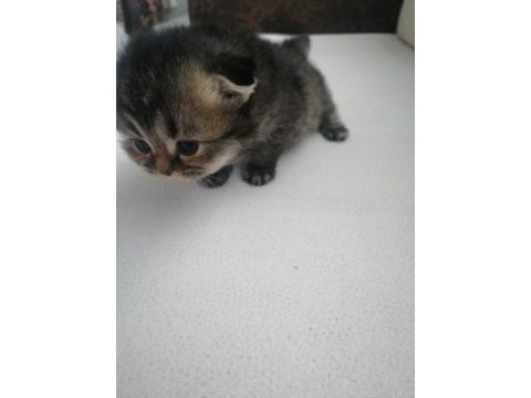 1 aylık british shorthair yavrular için yeni yuva arıyoruz