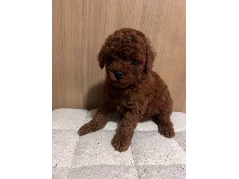 Gerçek tea cup teddy red brown poodle bebekler