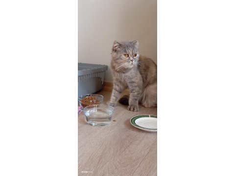 7 aylık scottish fold bebek için yuva aranıyor