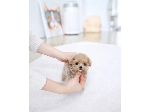 Pamuk yavrumuz maltipoo