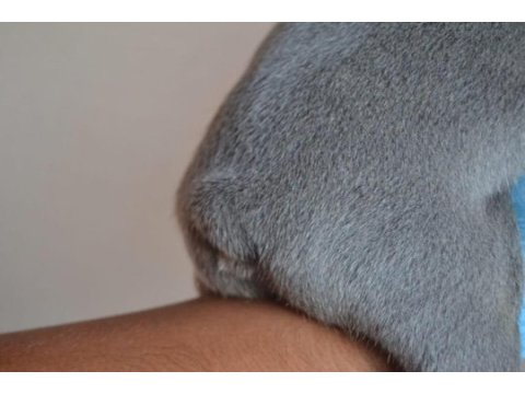 Blue french bulldog yavruları en iyi renk skadası