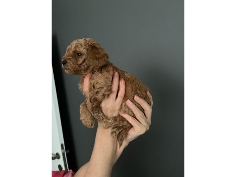 Dişi 0 numara toy poodle bebeği