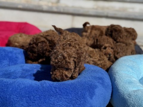 Show kalite redbrown kore toy poodle yavrular