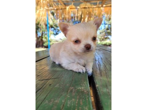 Kaliteli erkek longhair chihuahua