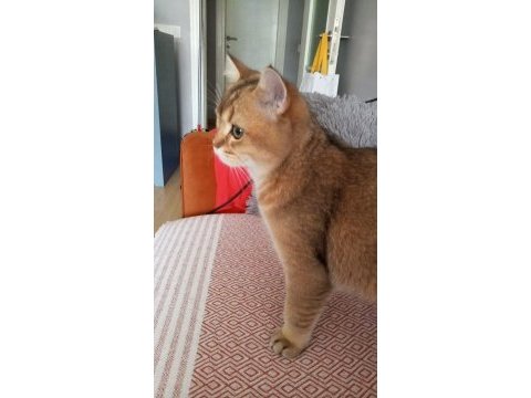 British shorthair golden