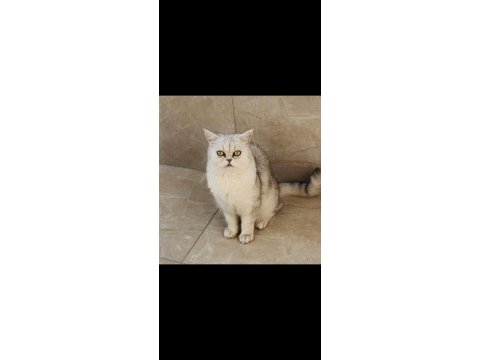 British shorthair kedimize yuva arıyoruz