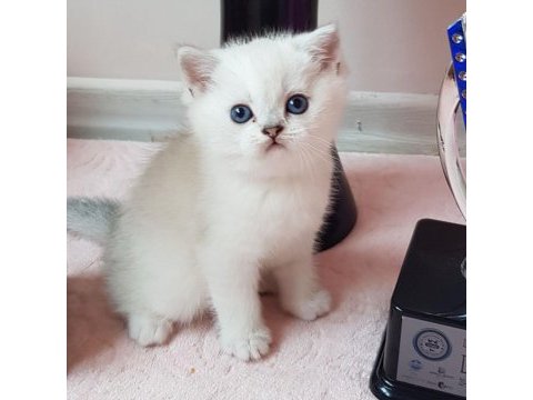 Dünya güzelli bebek kediler