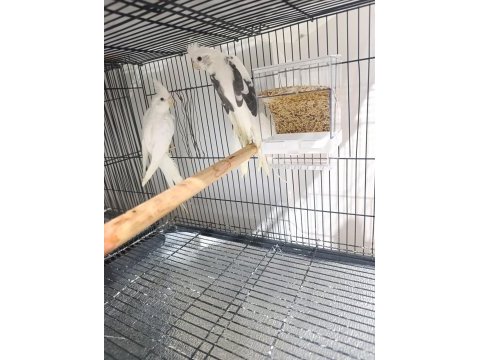 2 adet hazır erkek sultan papağanı