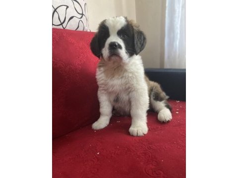 Üst düzey saint bernard yavrular