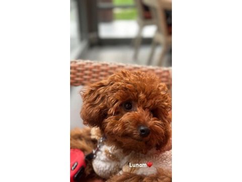5 tane miniş toy poodle