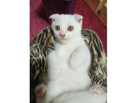 Yavru scottish fold