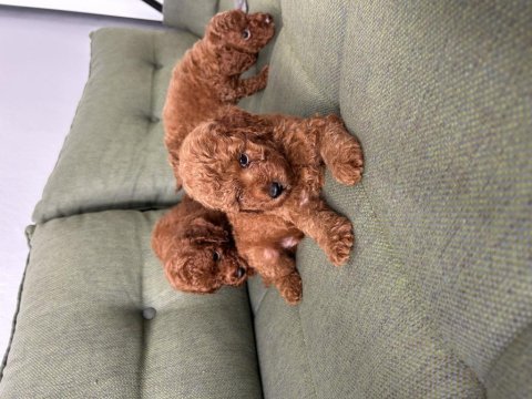Kore red poodle