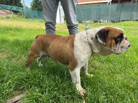 Erkek yetişkin ingiliz bulldog