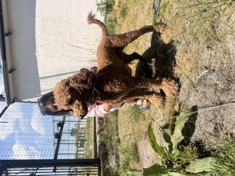 Muhteşem dev poodle bebekleri