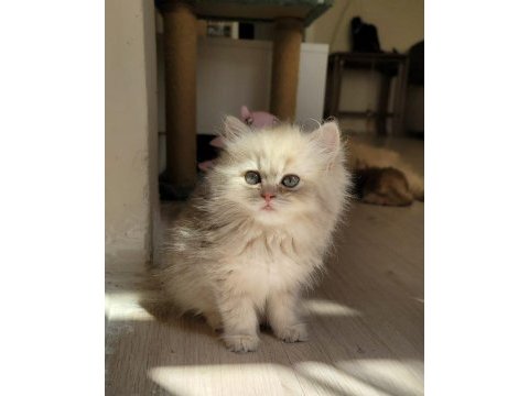 Harika british longhair golden yavrularımız