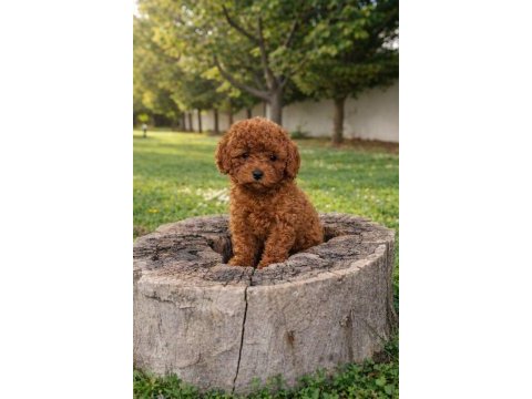 İnanilmaz kalite inanilmaz fiyatlara poodle yavrular