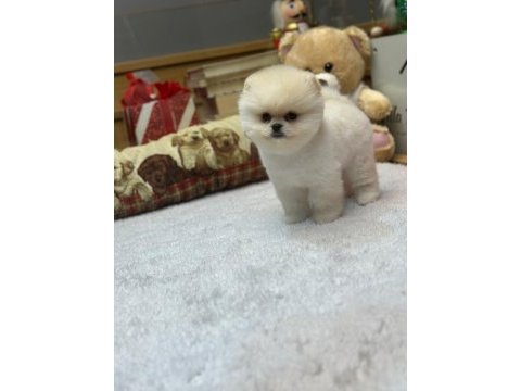 Irk ve sağlık garantili pomeranian yavrularımız
