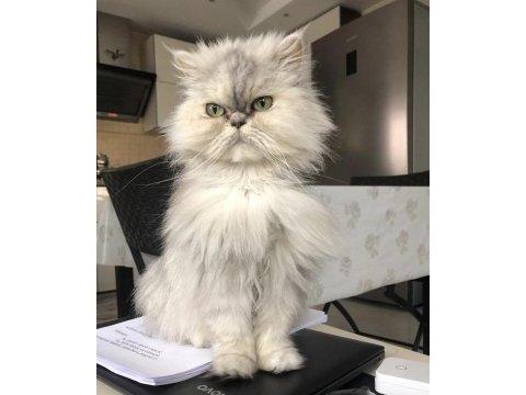 Chinchilla dişi kedimiz