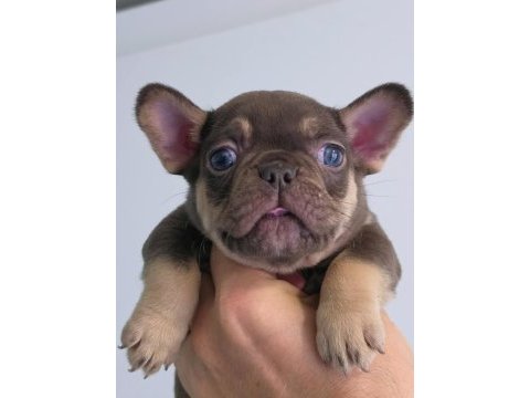 Choco tan isabella carrier dişi french bulldog izmir