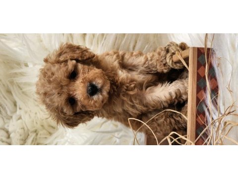 Veteriner teknikerinden toy poodle