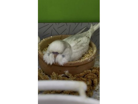 Show jumbo muhabbet kuşu